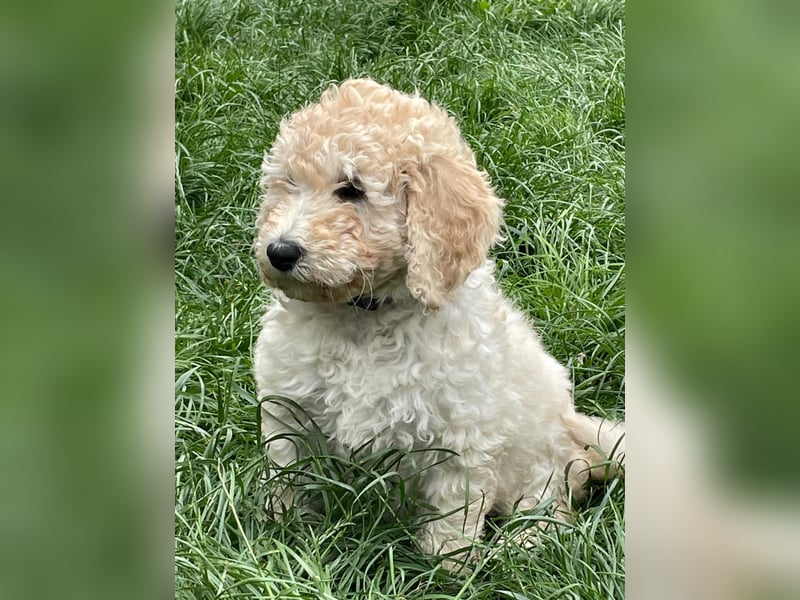 Abgabebereite Goldendoodle & Labradoodle Labrador+Golden+Retriever+Pudel Welpen