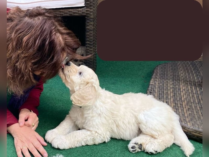 Abgabebereite Goldendoodle & Labradoodle Labrador+Golden+Retriever+Pudel Welpen