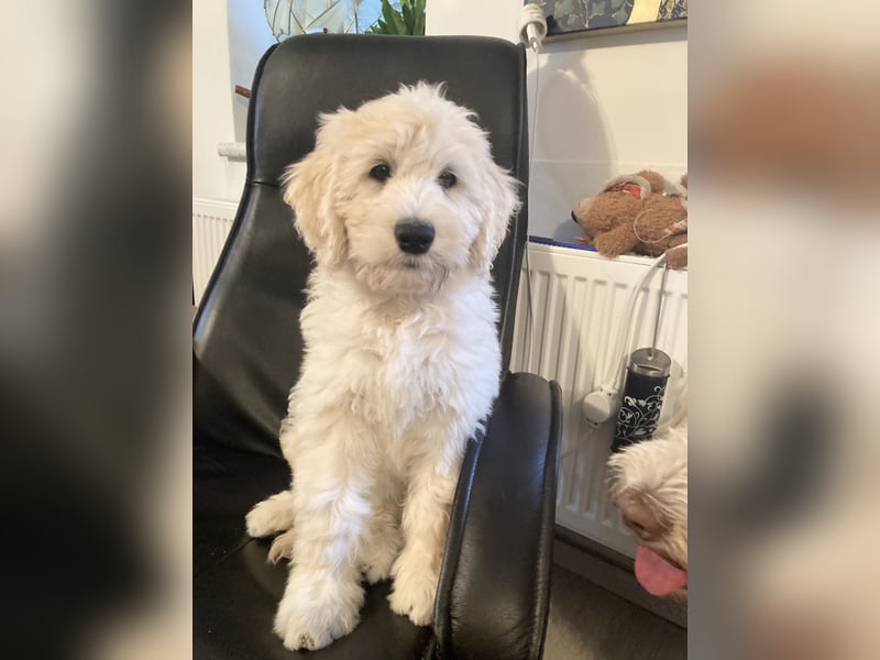 Abgabebereite Goldendoodle & Labradoodle Labrador+Golden+Retriever+Pudel Welpen