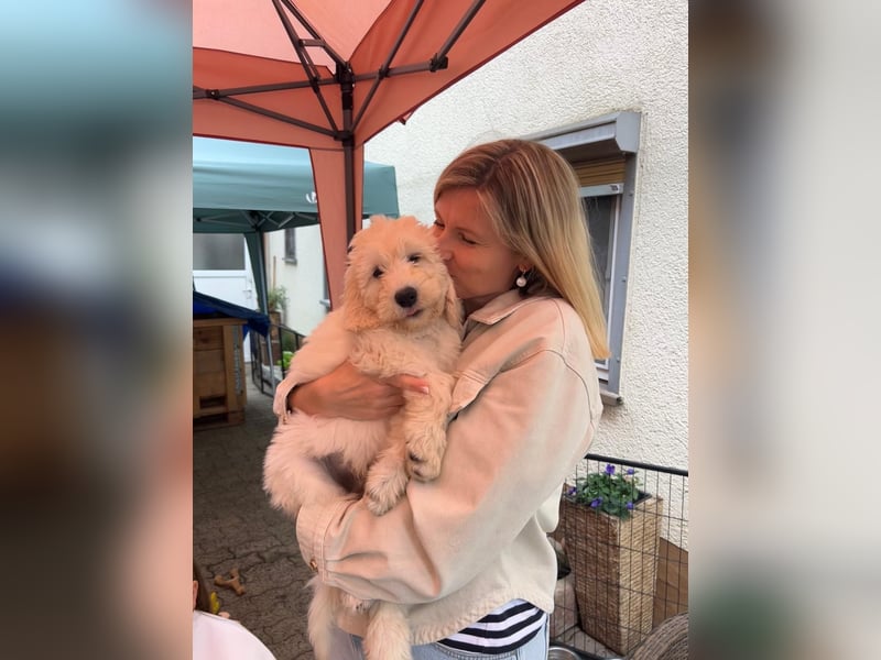 Abgabebereite Goldendoodle & Labradoodle Labrador+Golden+Retriever+Pudel Welpen