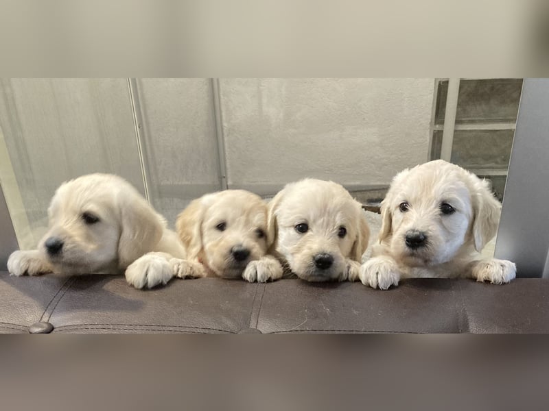 Herzensbrecher Goldendoodle & Labradoodle Labrador+Golden+Retriever+Pudel Welpen