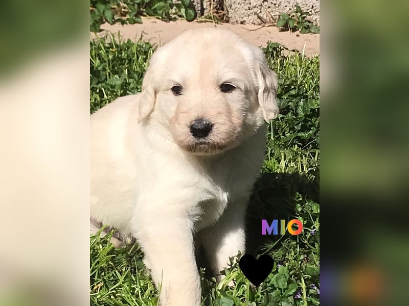 Herzensbrecher Goldendoodle & Labradoodle Labrador+Golden+Retriever+Pudel Welpen