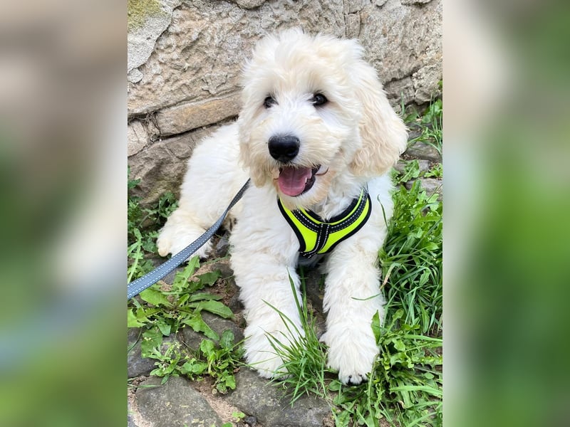 Abgabebereite Goldendoodle & Labradoodle Labrador+Golden+Retriever+Pudel Welpen