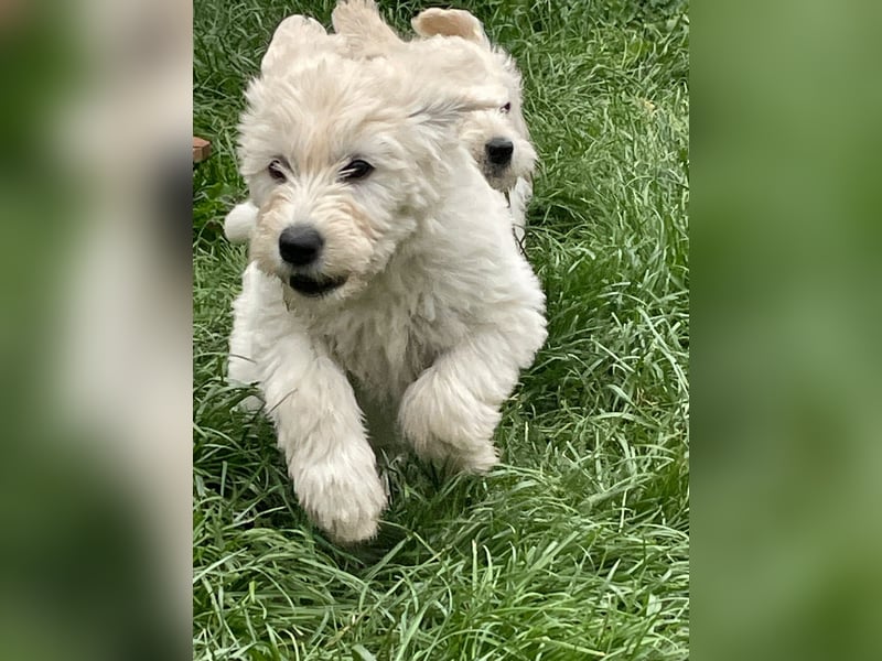 Abgabebereite Goldendoodle & Labradoodle Labrador+Golden+Retriever+Pudel Welpen