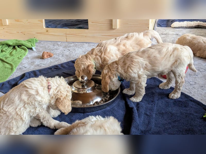 Wunderschöne Goldendoodle-Mix Welpen
