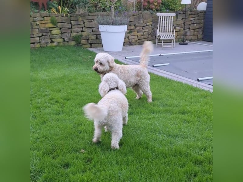 Wunderschöne Goldendoodle-Mix Welpen