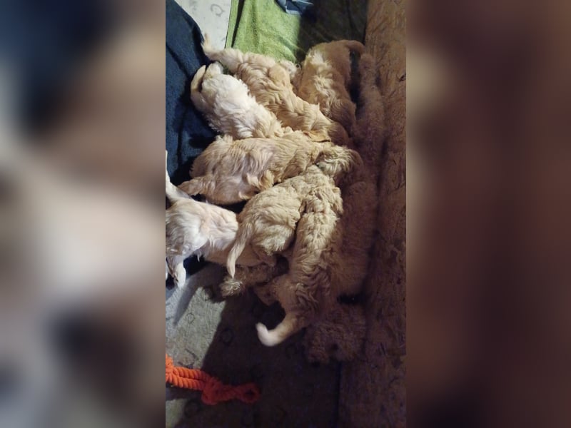 Wunderschöne Goldendoodle-Mix Welpen