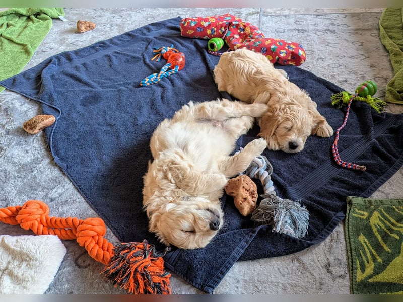 Wunderschöne Goldendoodle-Mix Welpen