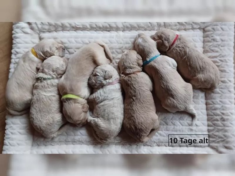 Wunderschöne Goldendoodle-Mix Welpen