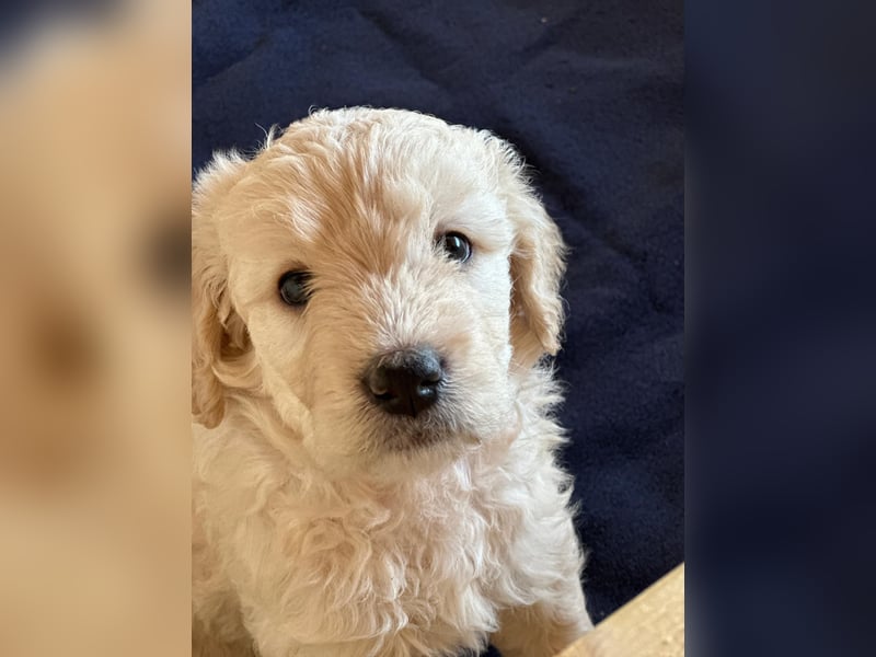 Wunderschöne Goldendoodle-Mix Welpen