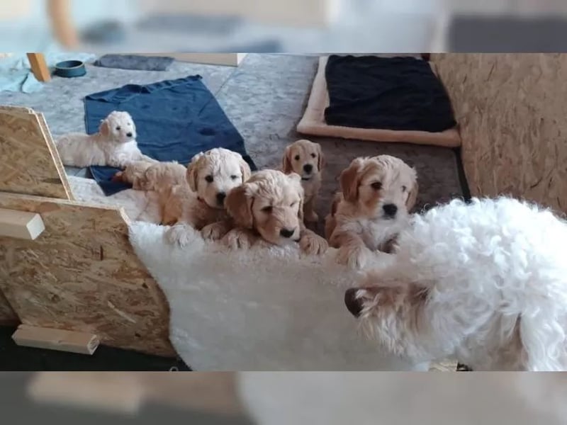 Wunderschöne Goldendoodle-Mix Welpen