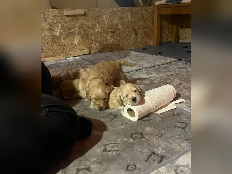 Wunderschöne Goldendoodle-Mix Welpen