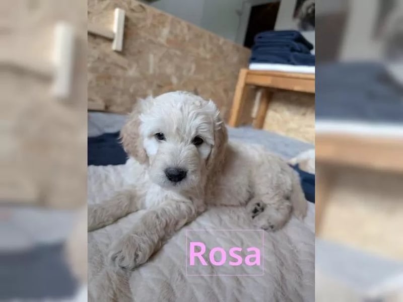 Wunderschöne Goldendoodle-Mix Welpen