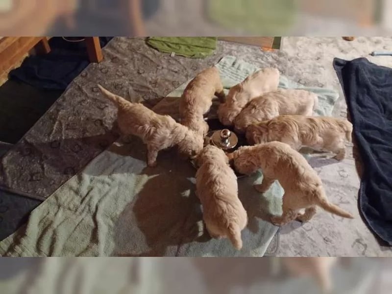 Wunderschöne Goldendoodle-Mix Welpen