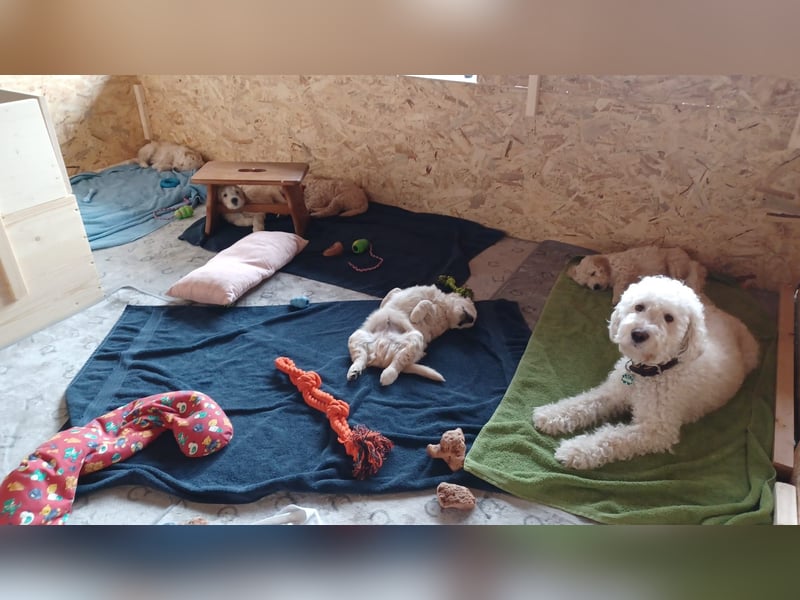 Wunderschöne Goldendoodle-Mix Welpen