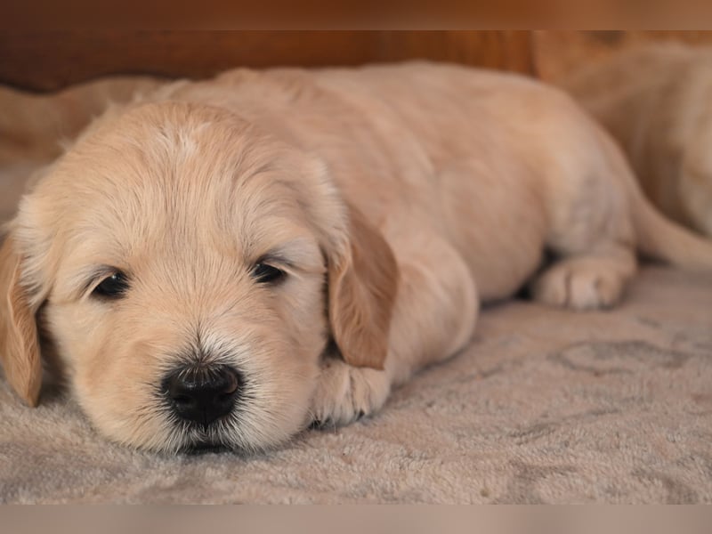 Wunderschöne Goldendoodle-Mix Welpen