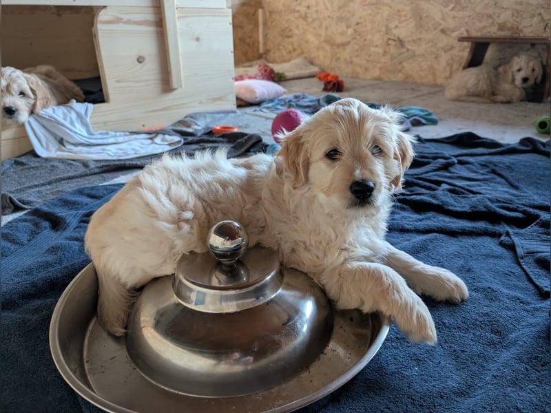 Wunderschöne Goldendoodle-Mix Welpen