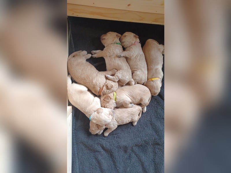 Wunderschöne Goldendoodle-Mix Welpen