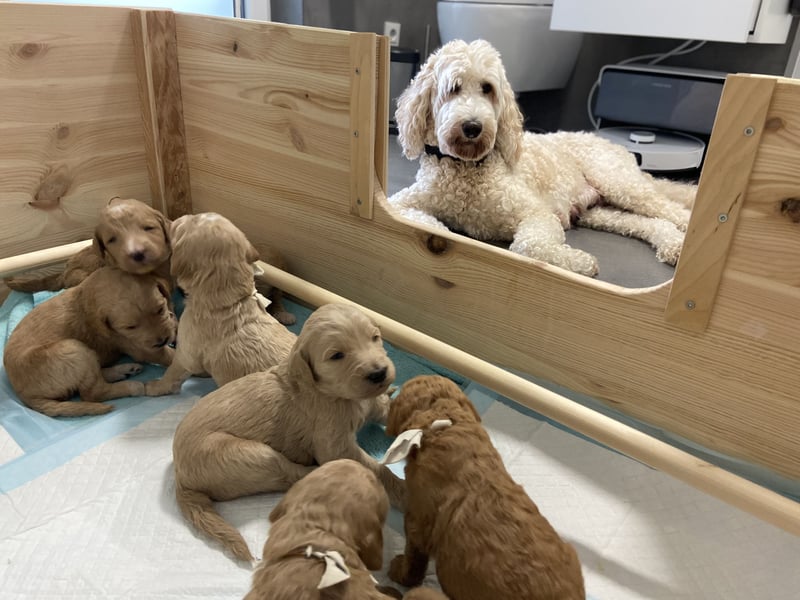 Goldendoodle F1bb Welpen -Liebevoll aufgezogen!