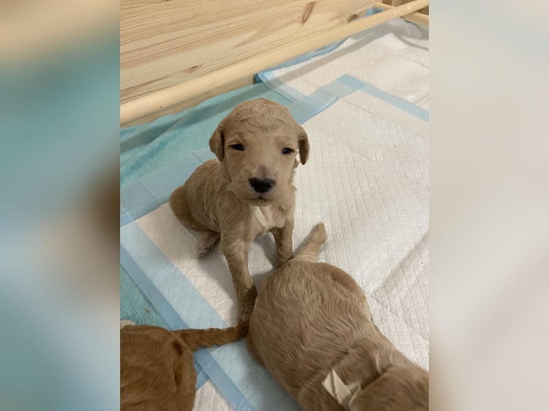 Goldendoodle F1bb Welpen -Liebevoll aufgezogen!