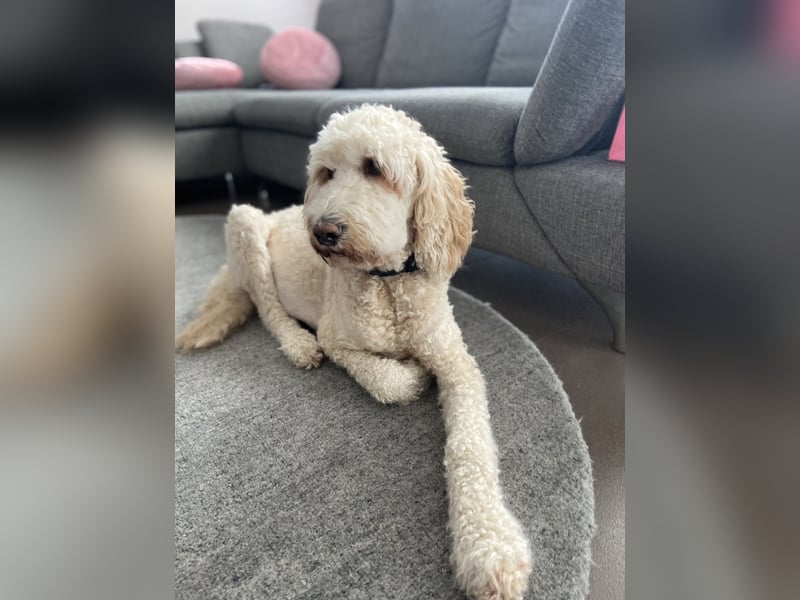 Goldendoodle F1bb Welpen -Liebevoll aufgezogen!