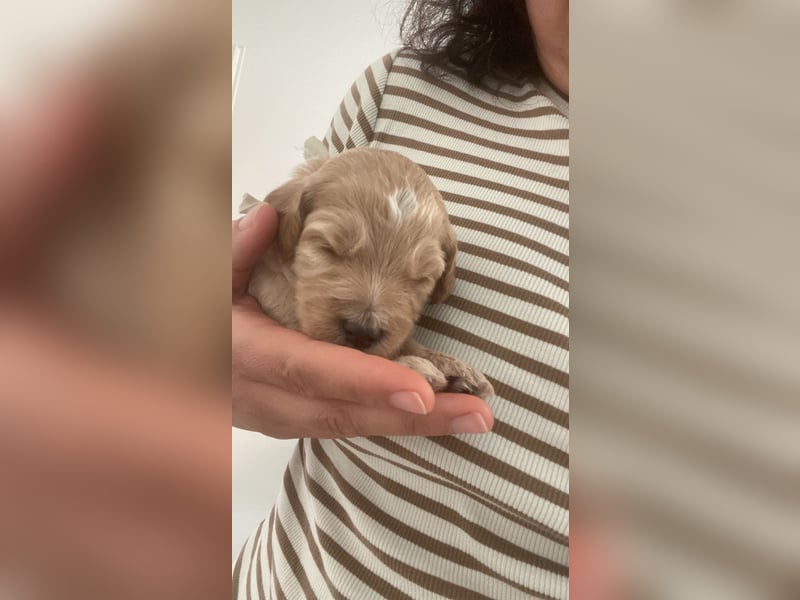 Goldendoodle F1bb Welpen -Liebevoll aufgezogen!