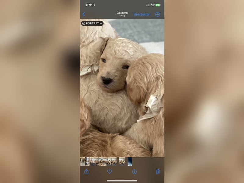 Goldendoodle F1bb Welpen -Liebevoll aufgezogen!