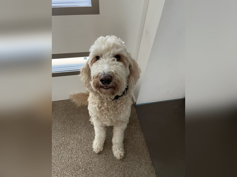 Goldendoodle F1bb Welpen -Liebevoll aufgezogen!
