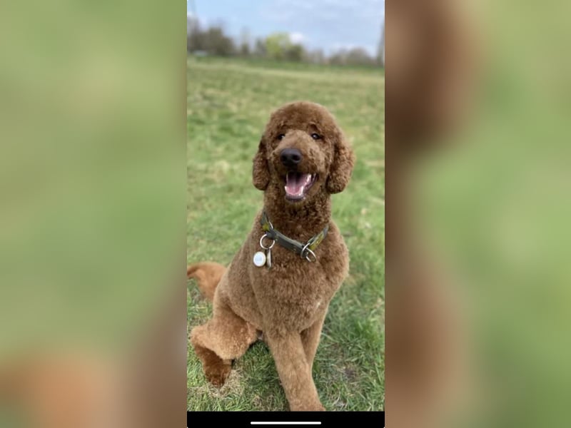 Goldendoodle F1bb Welpen -Liebevoll aufgezogen!