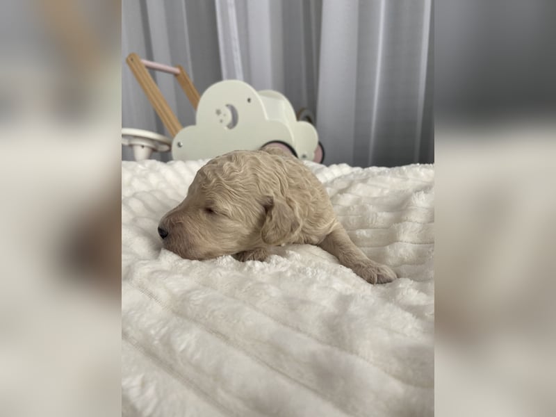 Goldendoodle F1bb Welpen -Liebevoll aufgezogen!