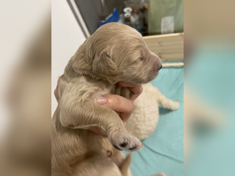 Goldendoodle F1bb Welpen -Liebevoll aufgezogen!