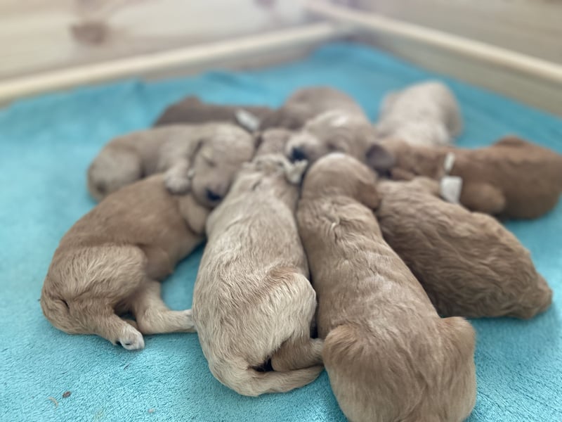 Goldendoodle F1bb Welpen -Liebevoll aufgezogen!