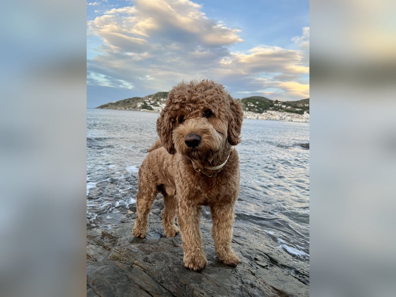 Bei Stuttgart – Natursprung – Deckgebühr auf Anfrage