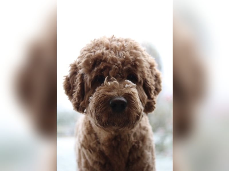 Bei Stuttgart – Natursprung – Deckgebühr auf Anfrage