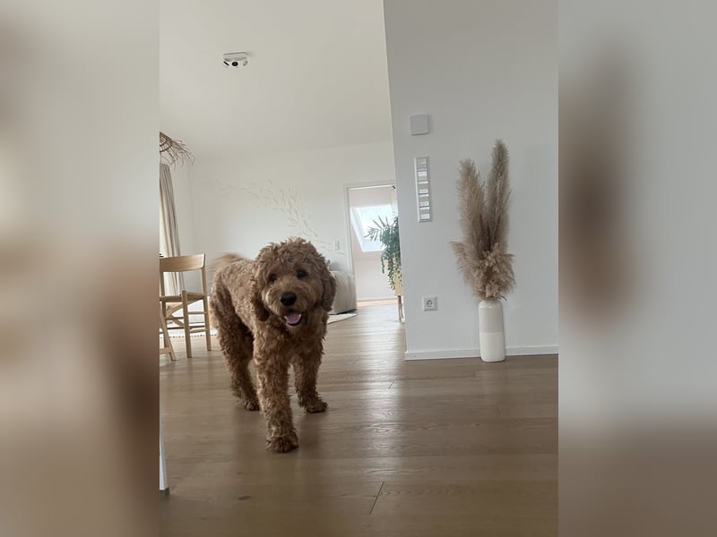 Bei Stuttgart – Natursprung – Deckgebühr auf Anfrage