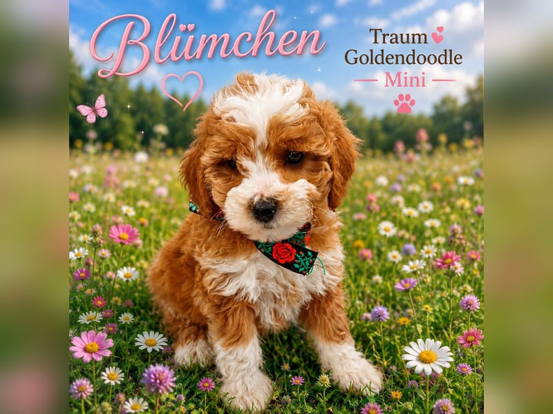 Traumhafte Mini Goldendoodle Mädels suchen schönes Zuhause