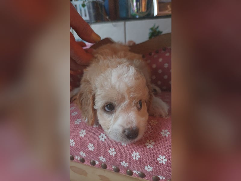 Traumhafte Mini Goldendoodle Mädels suchen schönes Zuhause