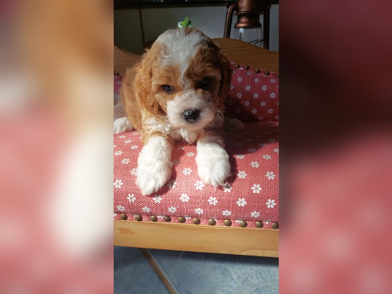 Traumhafte Mini Goldendoodle Mädels suchen schönes Zuhause