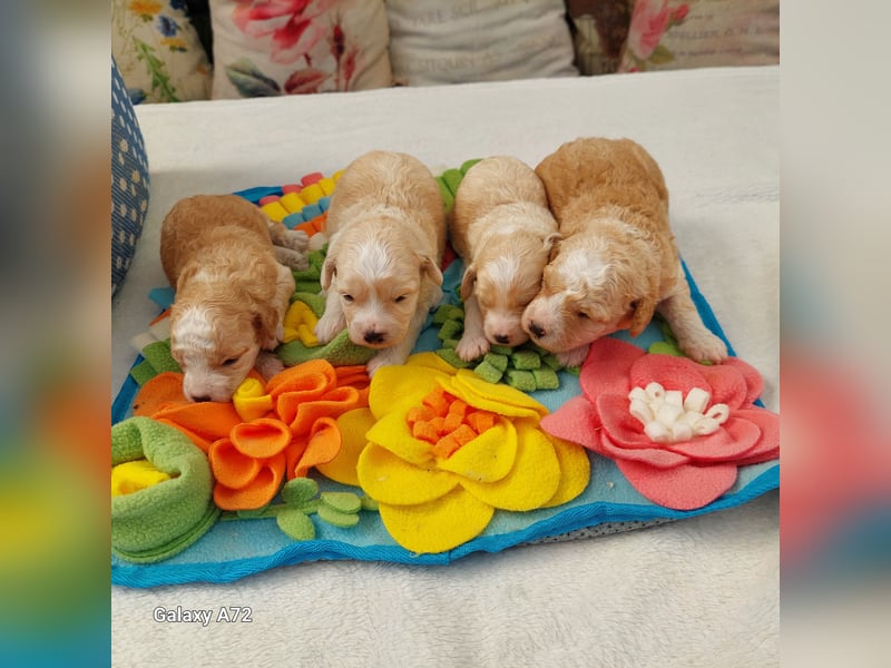 Traumhafte Mini Goldendoodle Mädels suchen schönes Zuhause