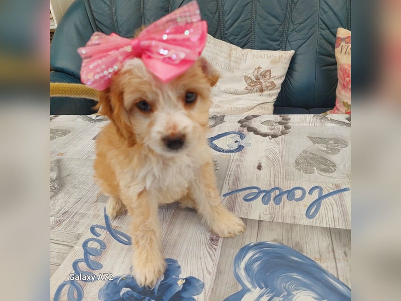 Traumhafte Mini Goldendoodle Mädels suchen schönes Zuhause
