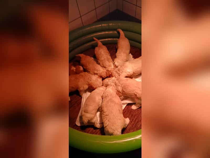 Traumhafte Mini Goldendoodle Mädels suchen schönes Zuhause