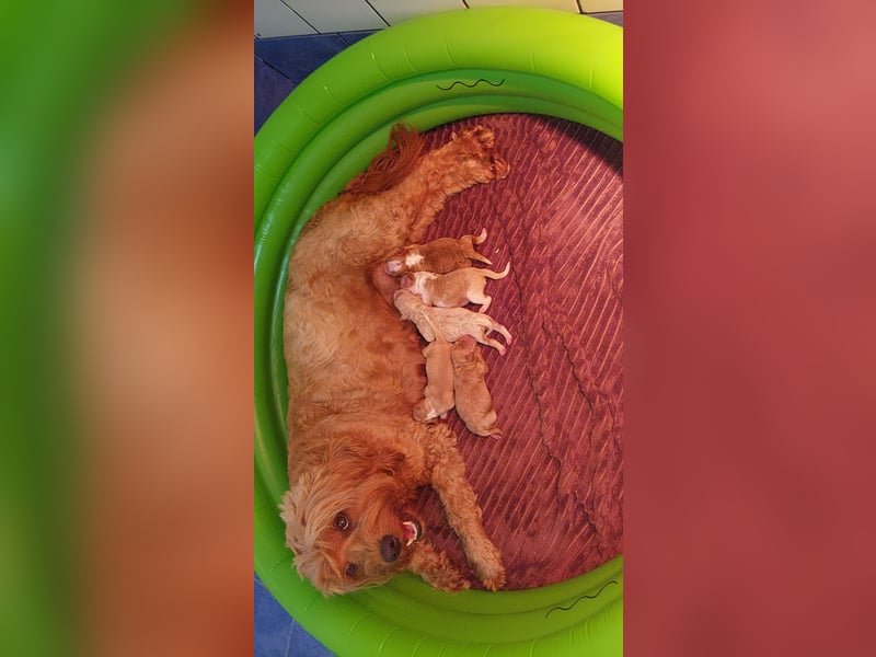 Traumhafte Mini Goldendoodle Mädels suchen schönes Zuhause