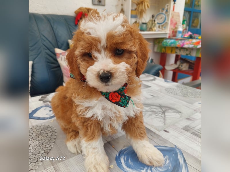 Traumhafte Mini Goldendoodle Mädels suchen schönes Zuhause