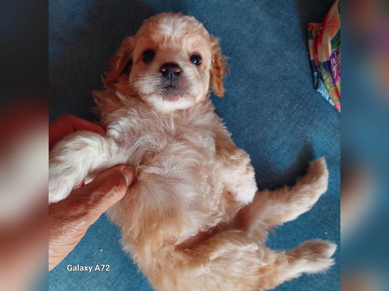 Traumhafte Mini Goldendoodle Mädels suchen schönes Zuhause