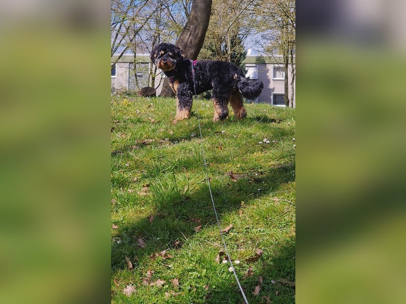 Yaari sucht erfahrene Menschen