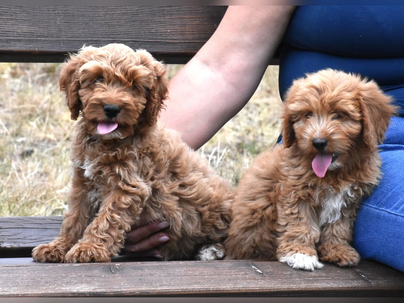 Goldendoodle