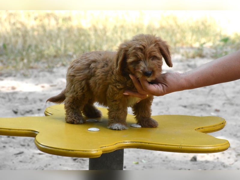 Goldendoodle