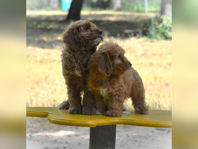Goldendoodle