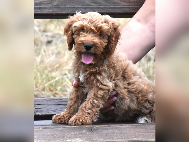 Goldendoodle