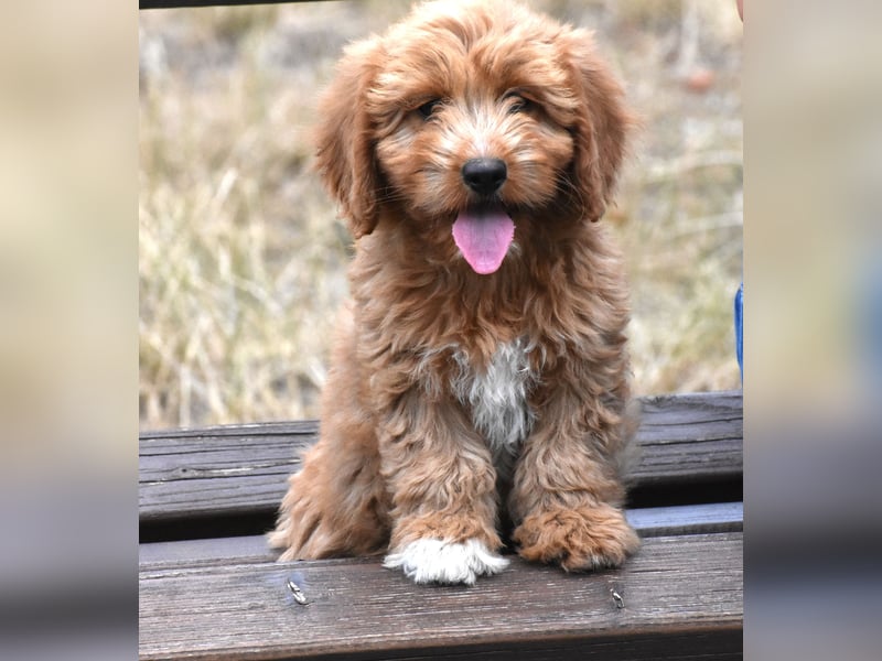 Goldendoodle